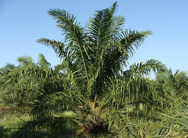 oil palm 287899 640