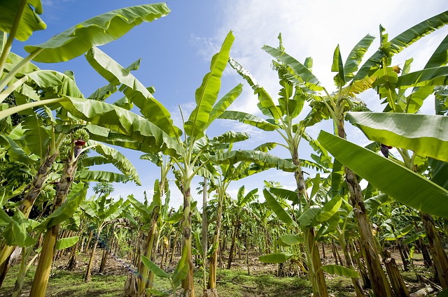 banana plantation 2098723 640