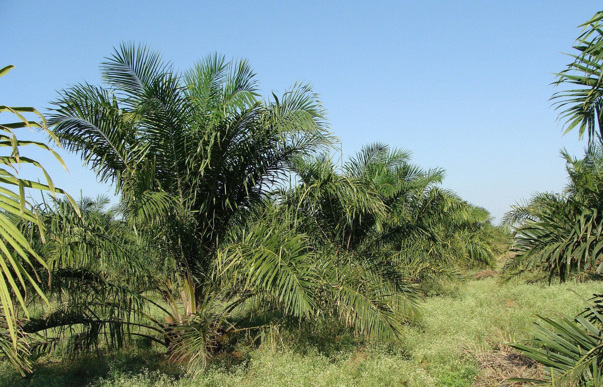 oil palm 287878 1920
