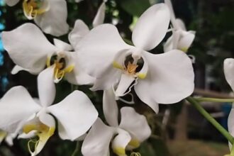 Phalaenopsis Amabilis teras7