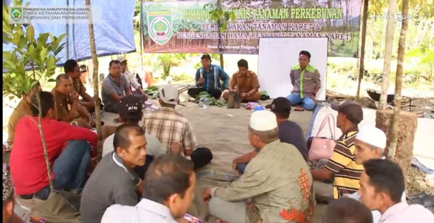 Sosialisasi pengolahan bibit karet oleh DKP3 Kabupaten Balangan di Desa Kasai Kecamatan Batumandi. Ist