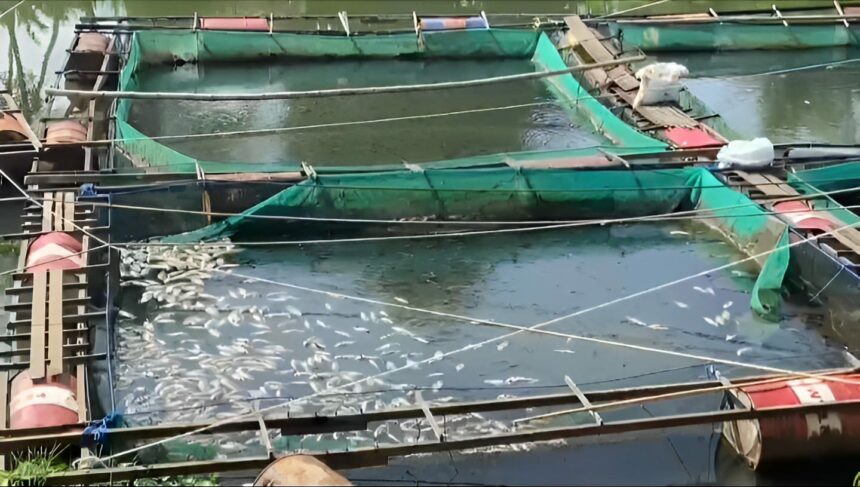 Ikan mati serentak pada keramba yang ada di Mali-Mali, Kabupaten Banjar, Senin (05/06/2023). (Foto : Heru)