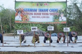 Penanaman secara simbolis bibit cabai rawit tiung tanjung oleh Bupati Tabalong bersama unsur Forkopimda lainnya. (Foto : ihsan_teras7.com)