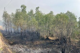 Kebakaran hutan lahan di Kecamatan Landasan Ulin, Kota Banjarbaru beberapa waktu lalu. Senin (26/06/2023). (Foto: ariandi)