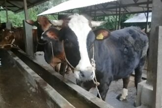 Hewan kurban yang ada saat ini yang berada di kandang sapi dan kambing di Kabupaten Banjar . Selasa (13/06/2023). (Foto : Heru)