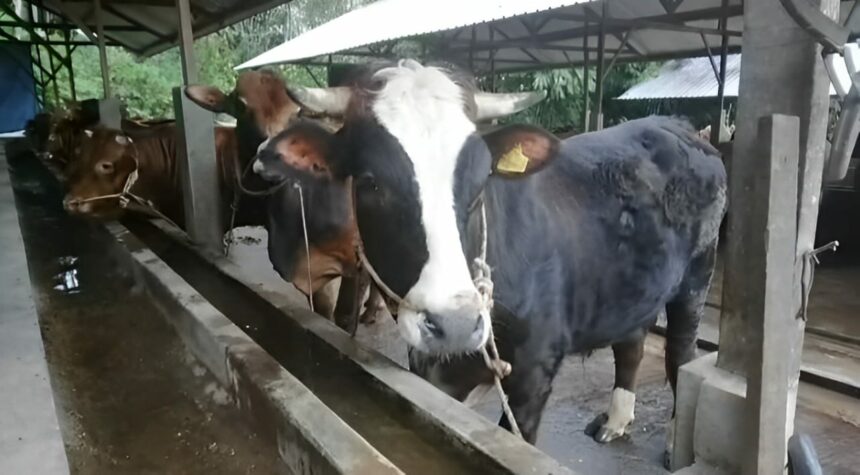 Hewan kurban yang ada saat ini yang berada di kandang sapi dan kambing di Kabupaten Banjar . Selasa (13/06/2023). (Foto : Heru)